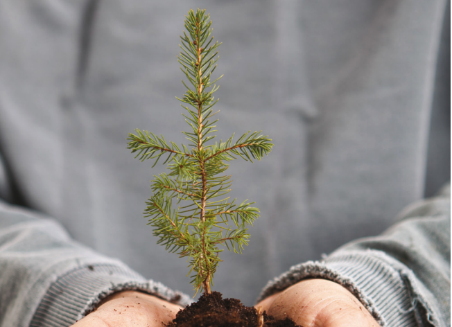 Regroupement des communautés forestières de la FQM 