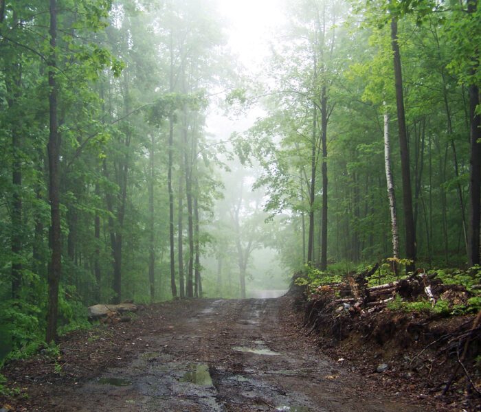 Les dossiers de la FQM - Forêt 